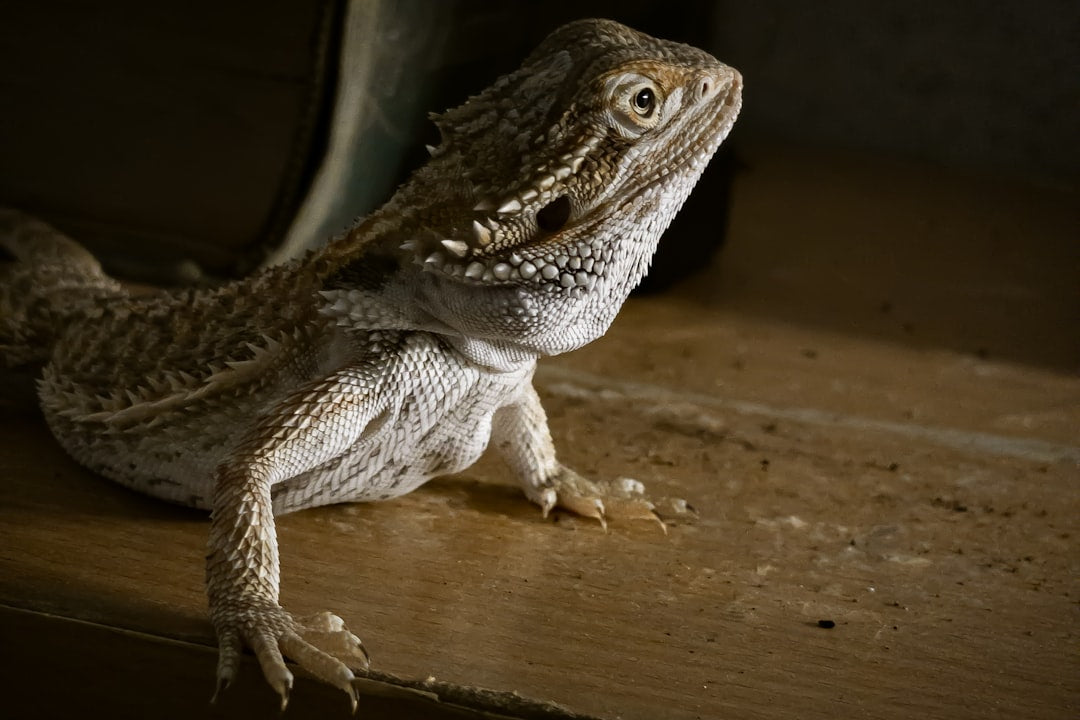 Bearded Dragon Heating & Lighting: Complete Setup Guide