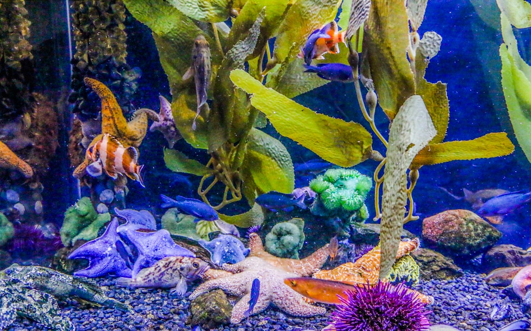 What Are the Best Heating Solutions for a 75-Gallon Aquarium?