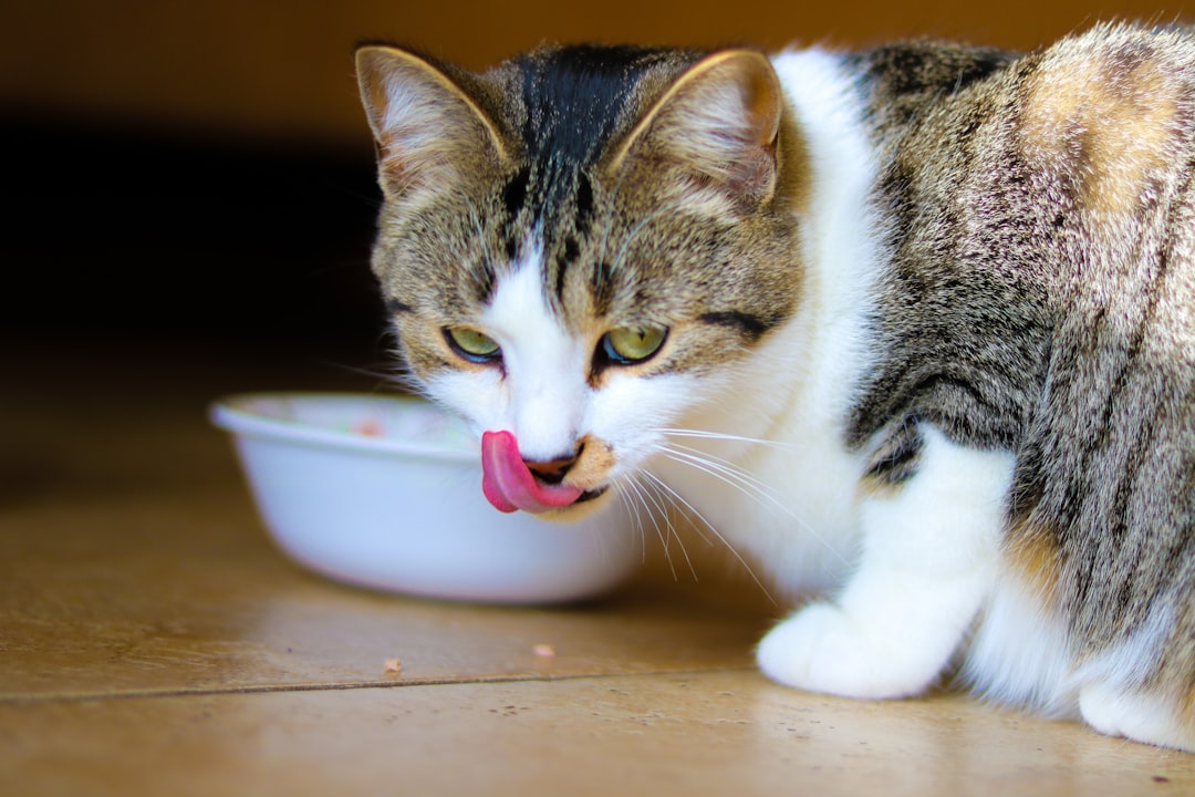 Top Benefits of Canidae Wet Cat Food | Premium Nutrition