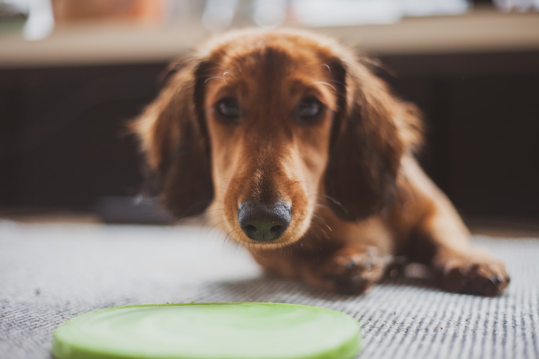 Can Dogs Have Avocado? Risks & Safety Guide