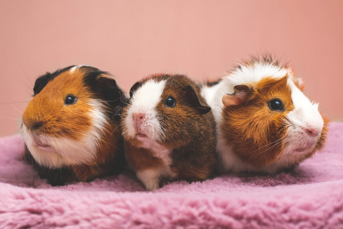 Safe Chew Toys for Small Animals