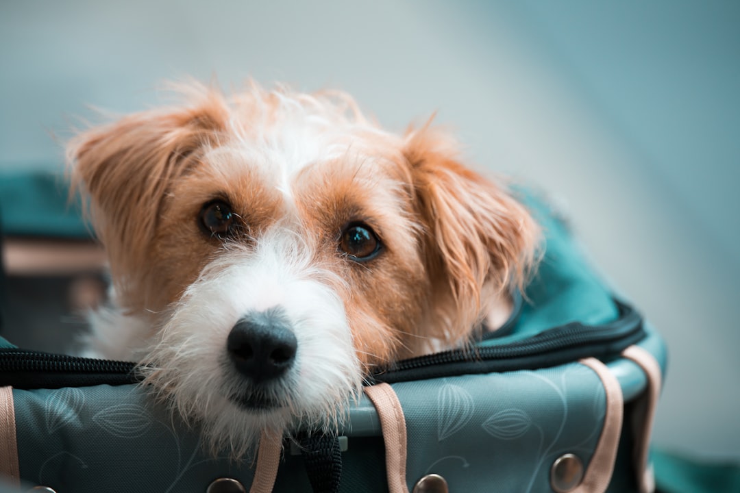 Grain-Free vs. Ancient Grains Dog Food: The Real Difference