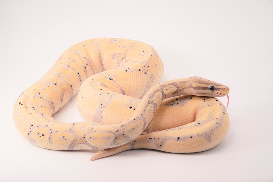 Essential Components of a Snake Enclosure Kit