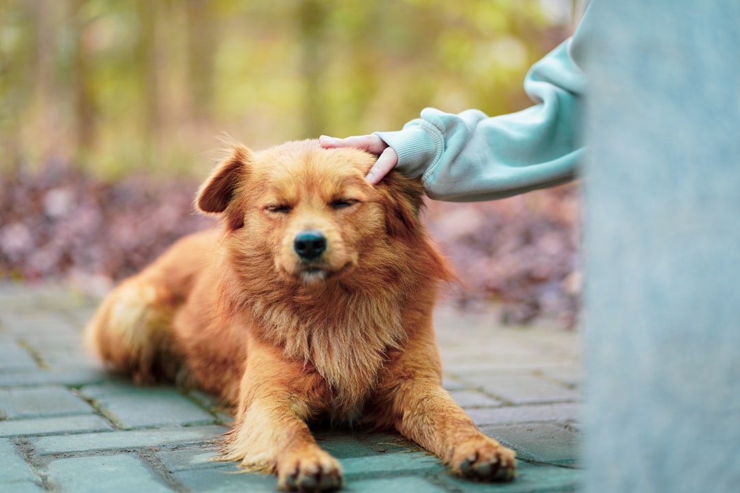 Calming & Anxiety Solutions for Pets: Effective Techniques