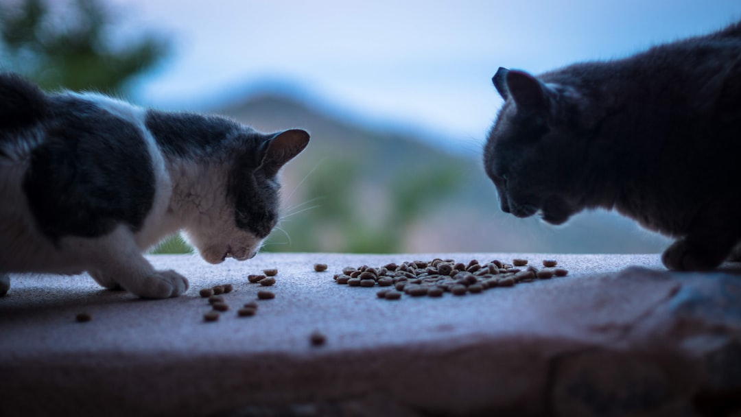 Premium Dry Cat Food: Top 10 Picks for Optimal Feline Nutrition