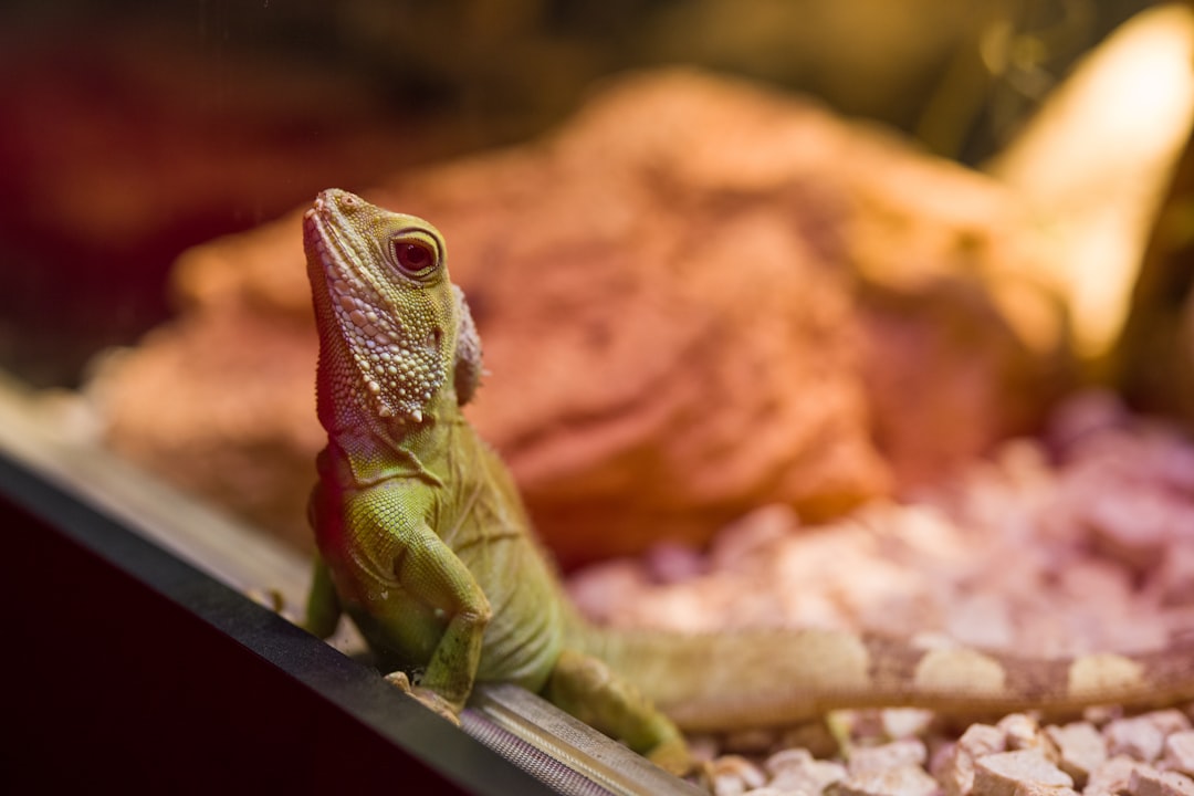 Choosing the Right Reptile Heater for Your Pet