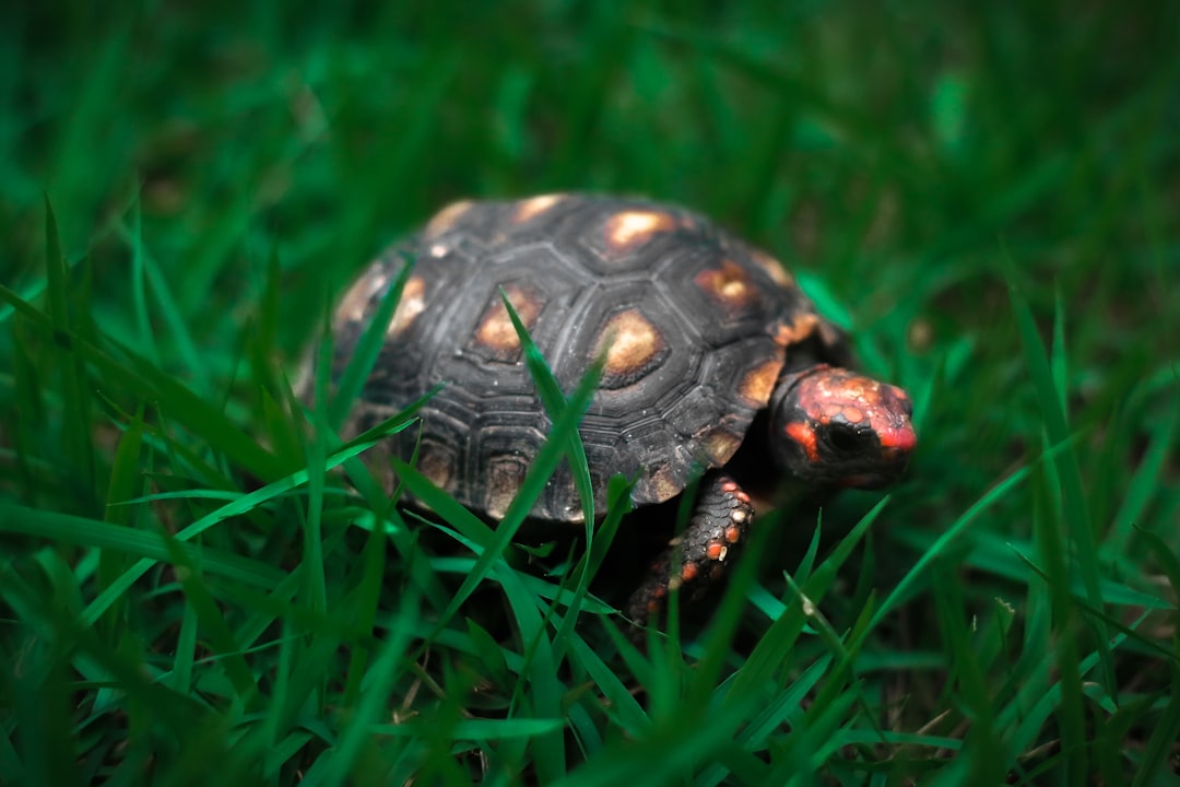 Essential Checklist for Perfect Reptile Habitat Setup