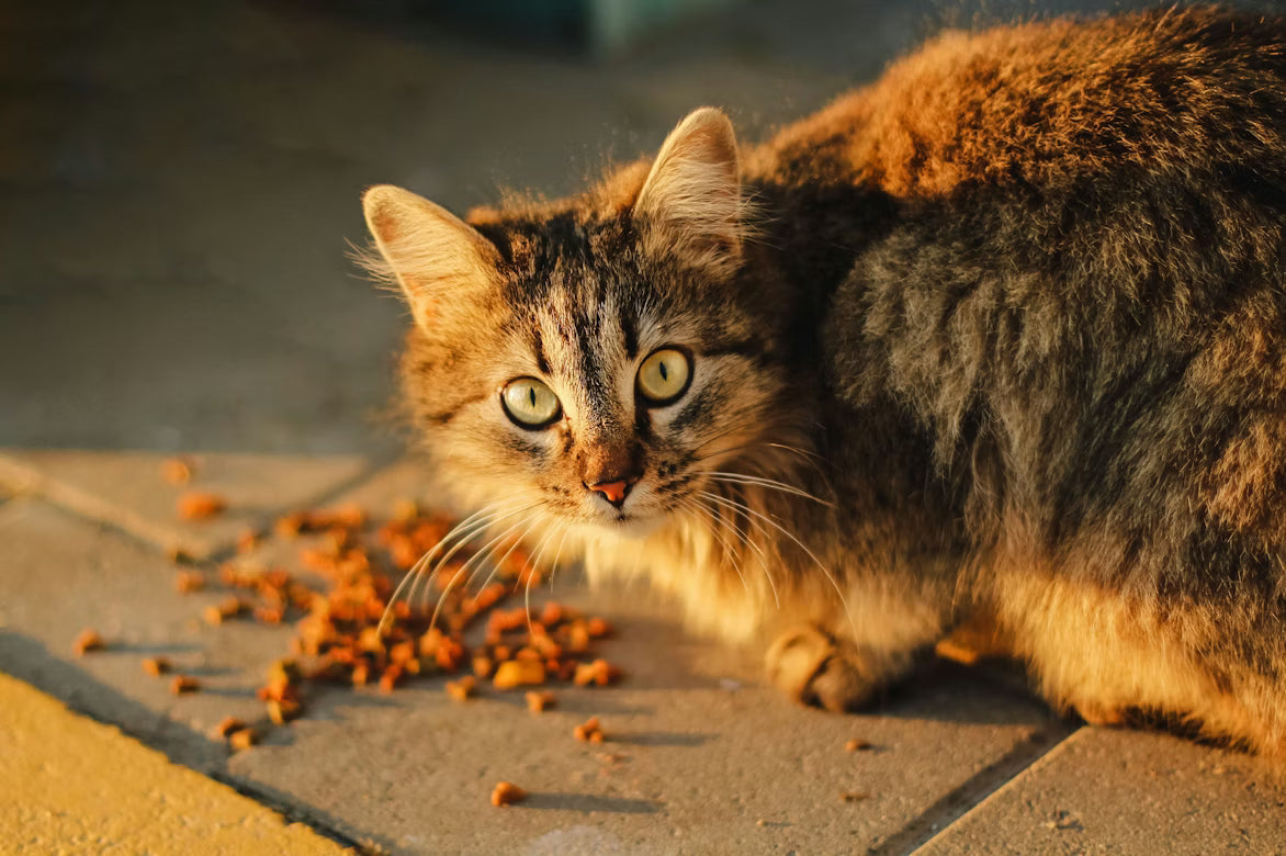 Best Premium Cat Food for Sensitive Stomachs — Expert Guide