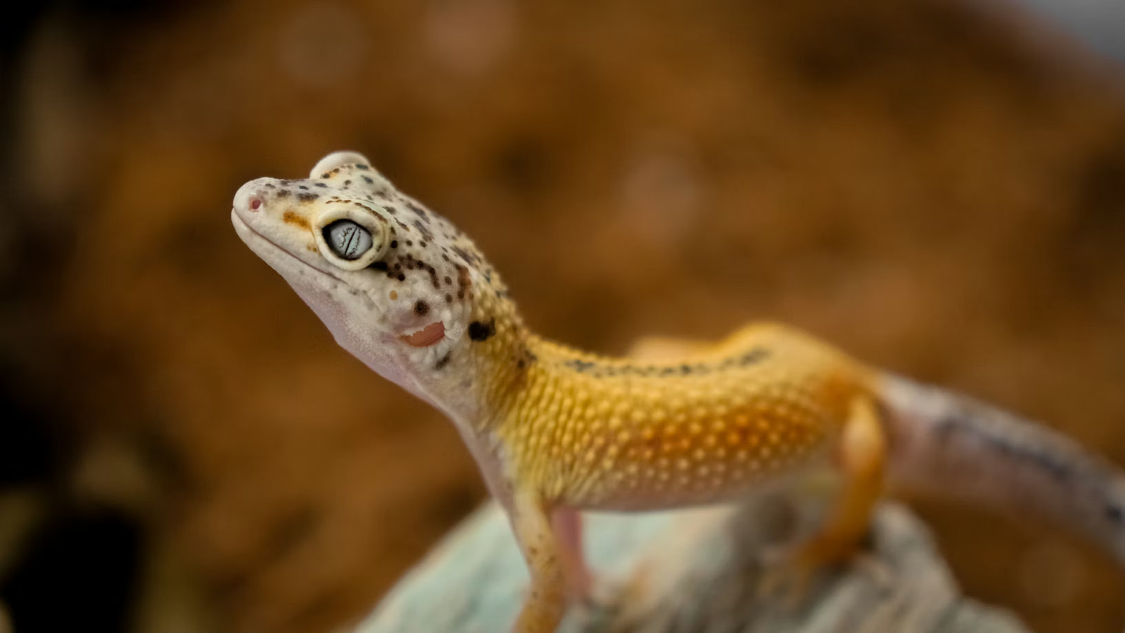Complete Guide to Exotic Pet Care: Birds & Reptiles