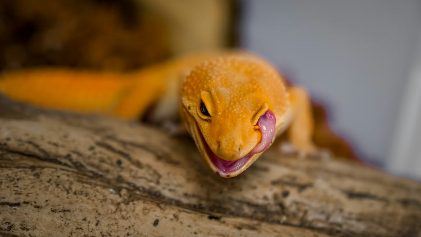Leopard Gecko Temperament: How They Compare