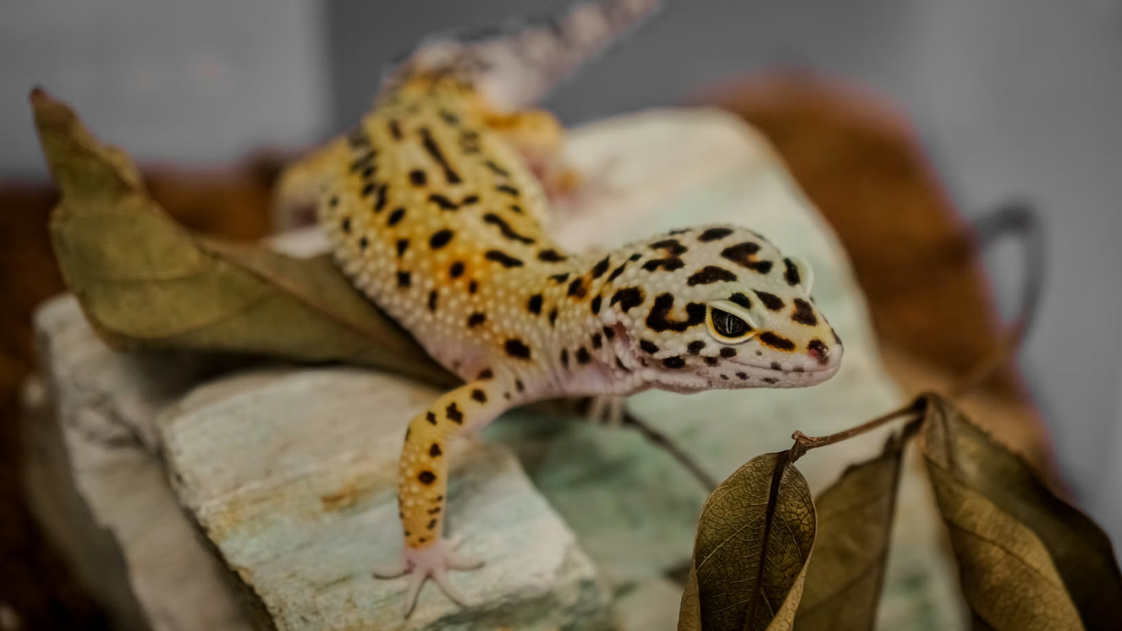 Best Substrate for Leopard Geckos: What to Use and What to Avoid