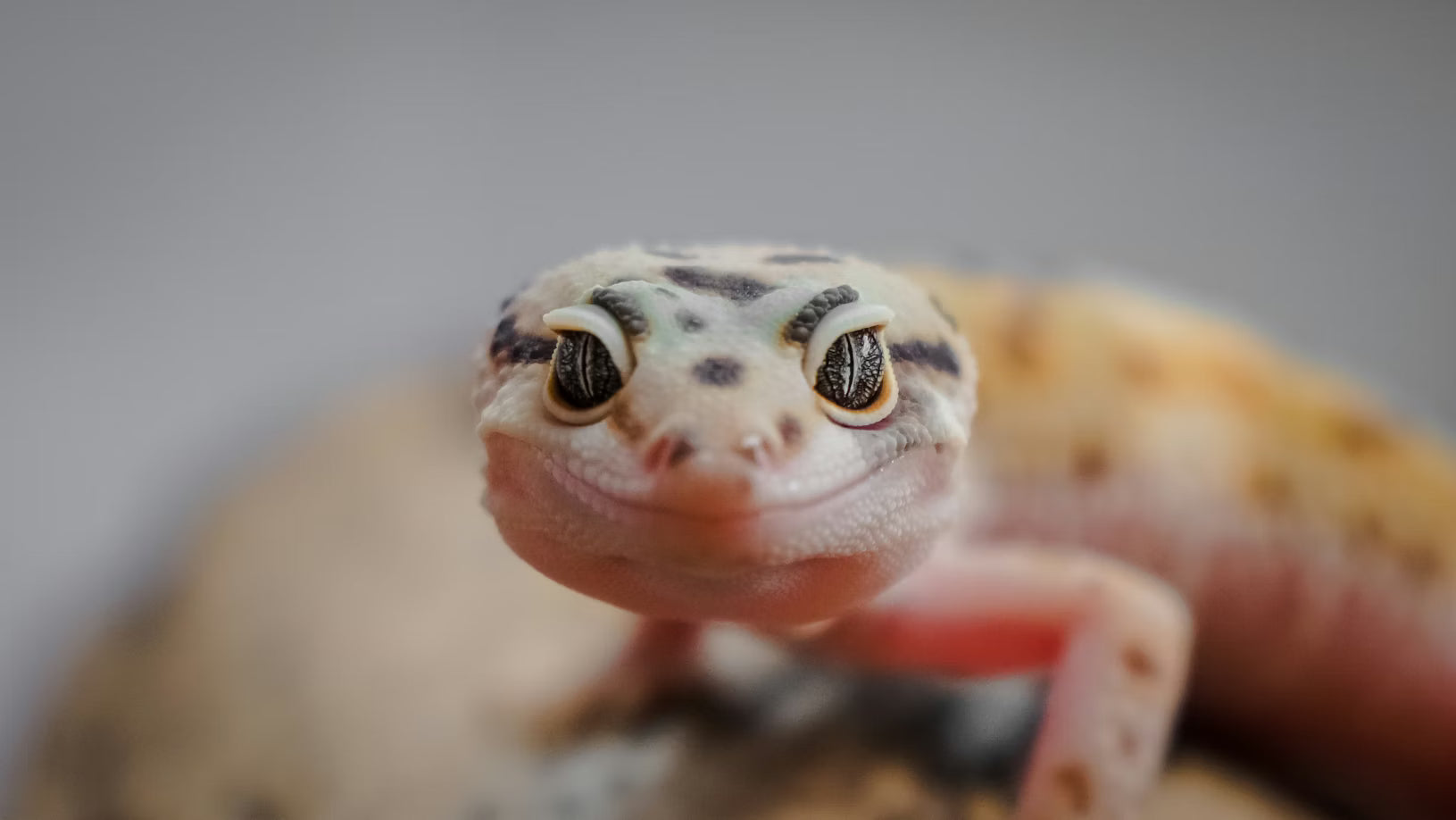 Creating the Perfect Species-Specific Environment