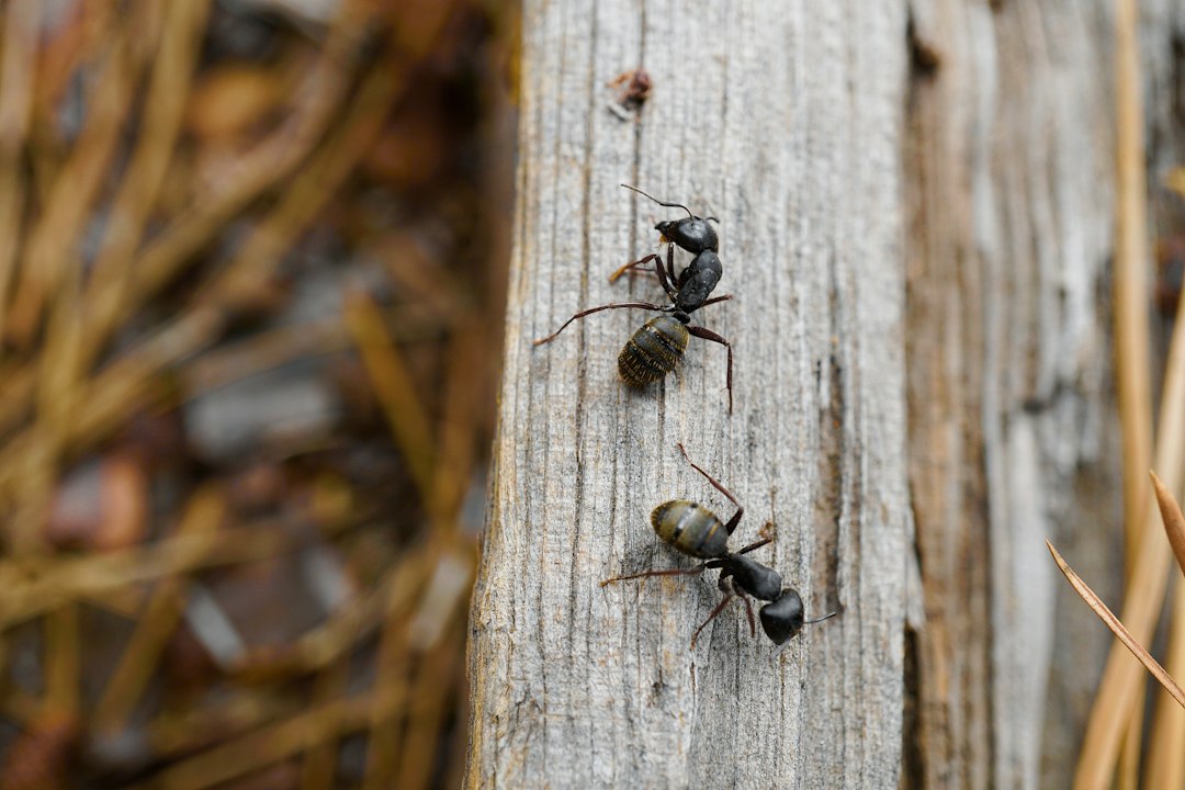 Is a Micro-Pet Right for You? Comparing Ant Colonies, Isopods, and Jumping Spiders for Your Desk