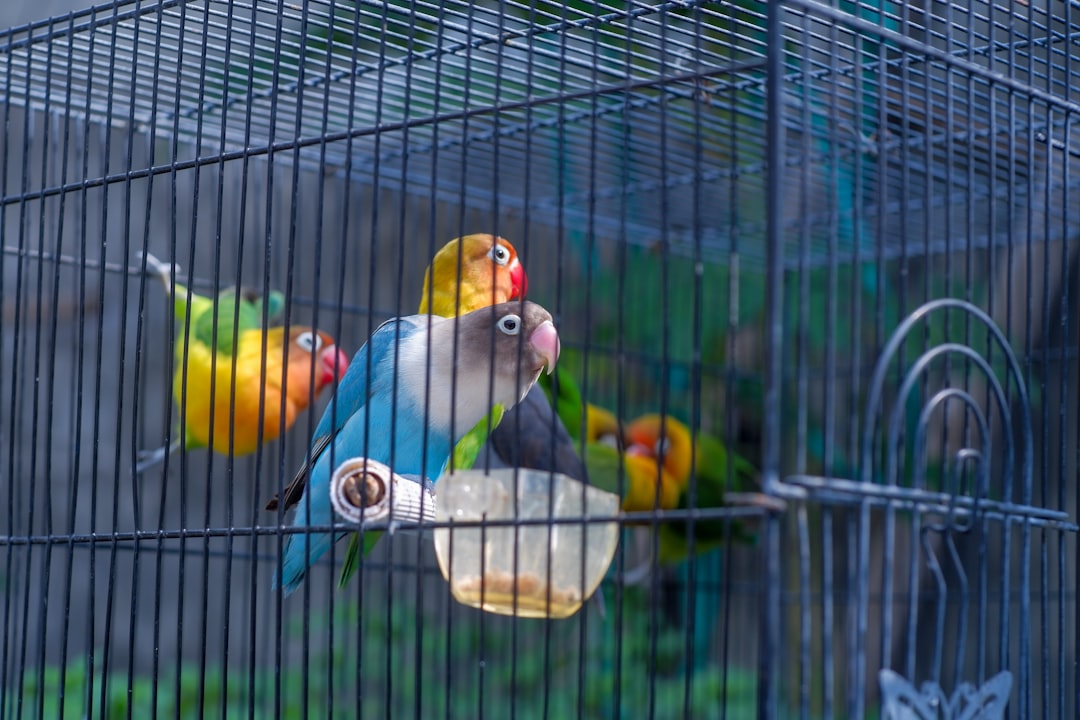 Best Large Bird Cages in 2026