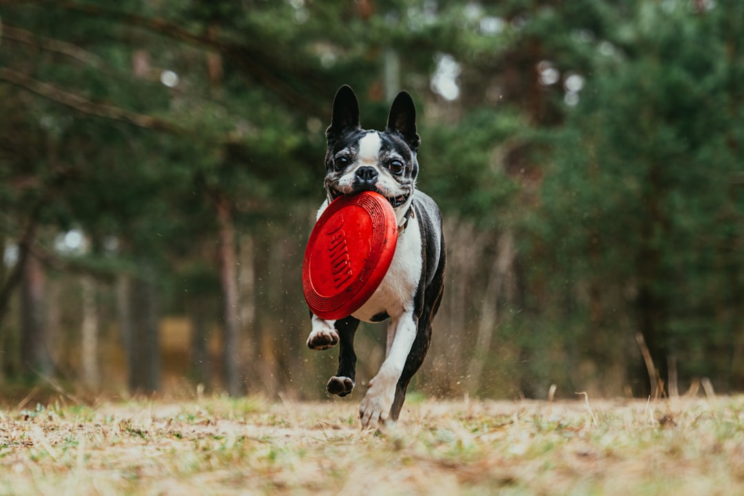 NaturVet Pet Supplements: Healthier, Happier Pets