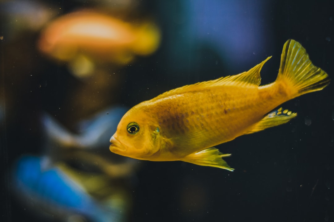 Aquatics Hub: Unlock Benefits in Fish & Reptile Care
