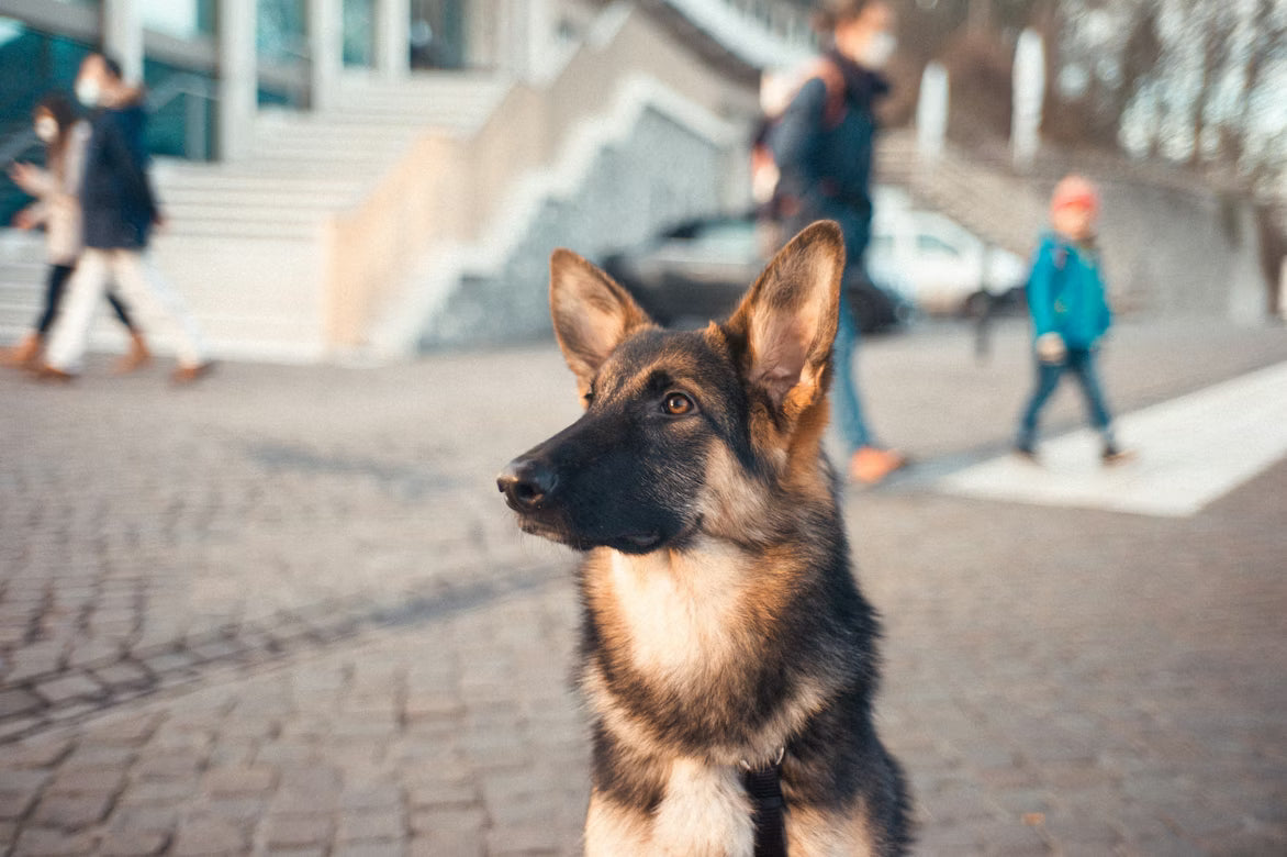 Functional Ingredients in Pet Food