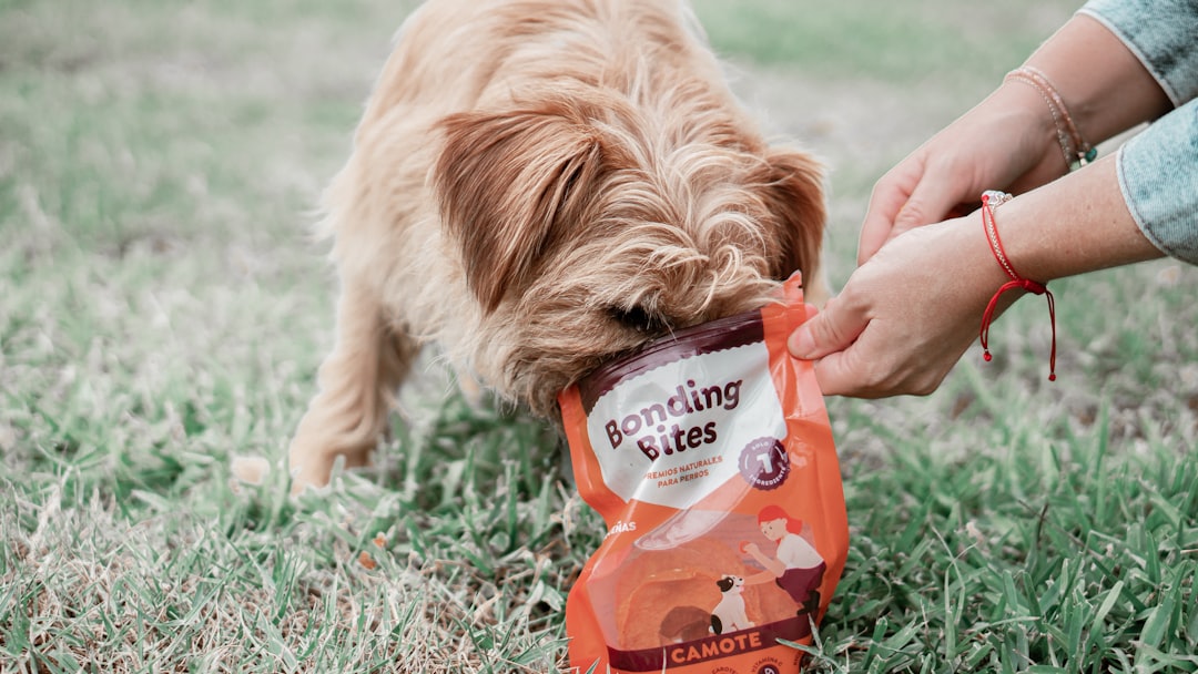 AAFCO Approved Dog Food: What It Really Means