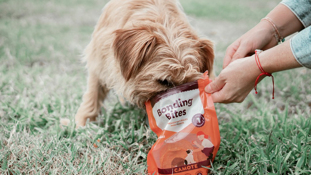Grain-free dog treats for dogs with sensitive stomachs