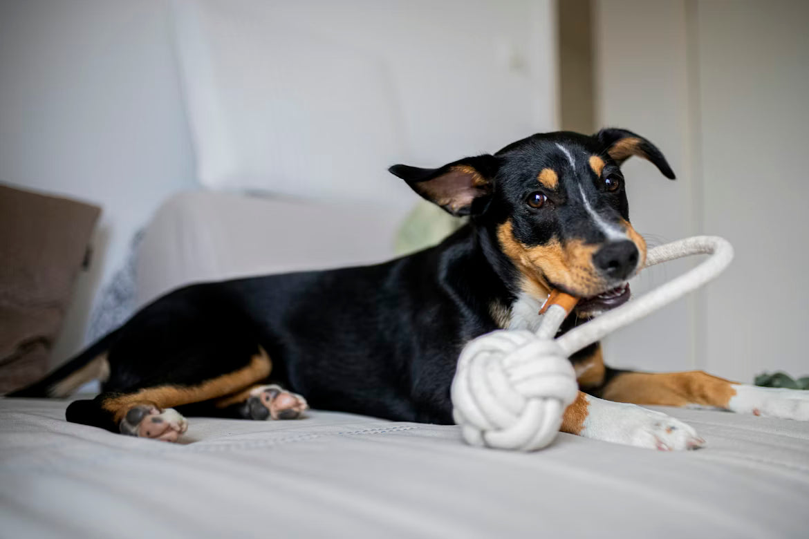 Engaging Interactive Dog Toys