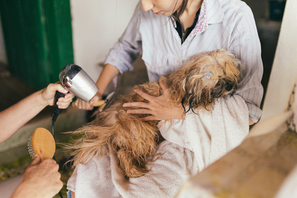 Complete Guide to Dog Grooming at Home: Tools, Techniques, and Tips