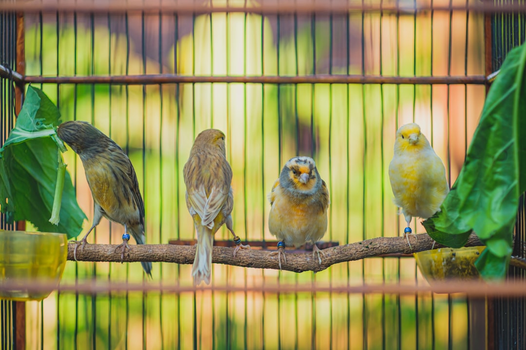 Outdoor bird aviary buying guide