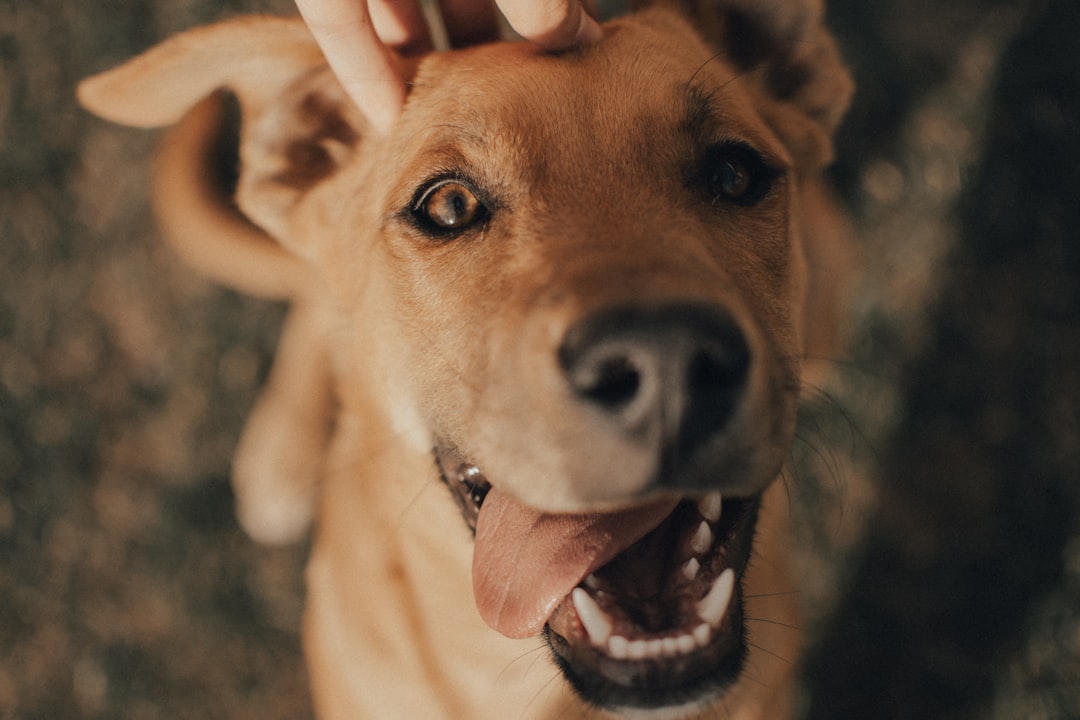 Dog Ear Cleaners & Care Guide: Expert Tips & Remedies