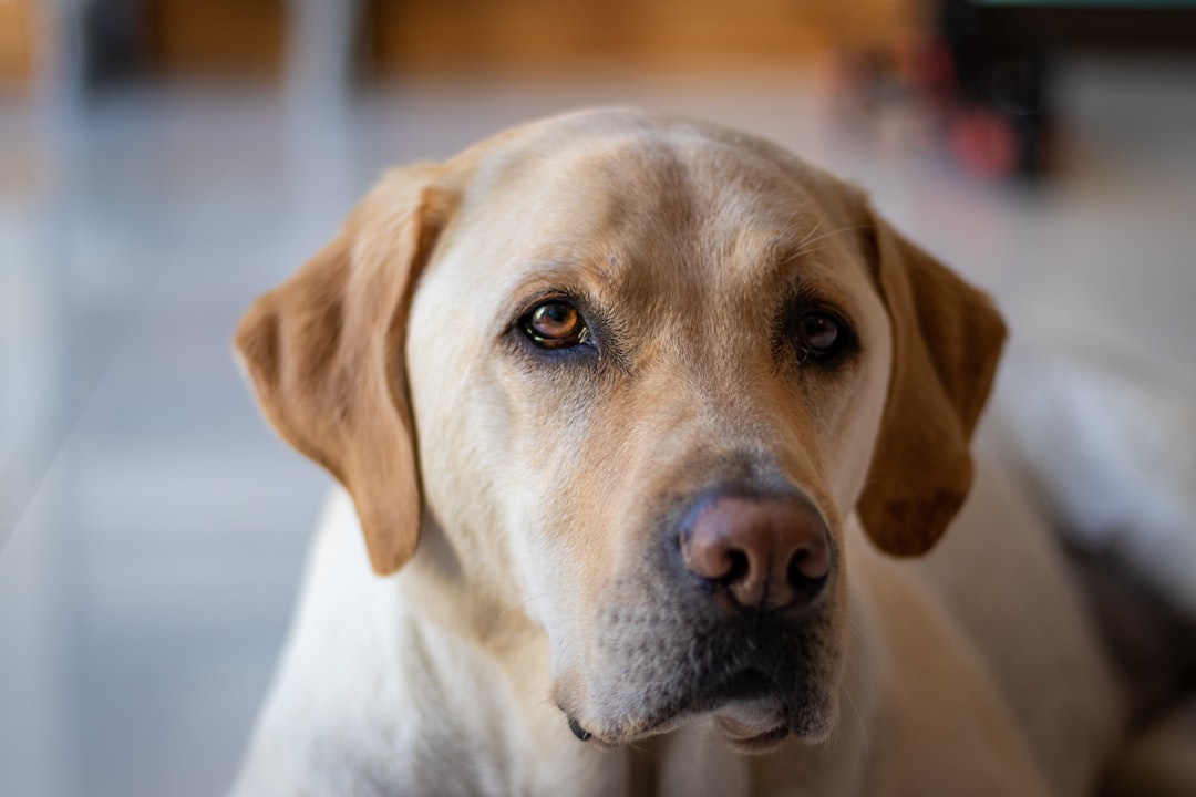 Novel Proteins for Allergy Dogs