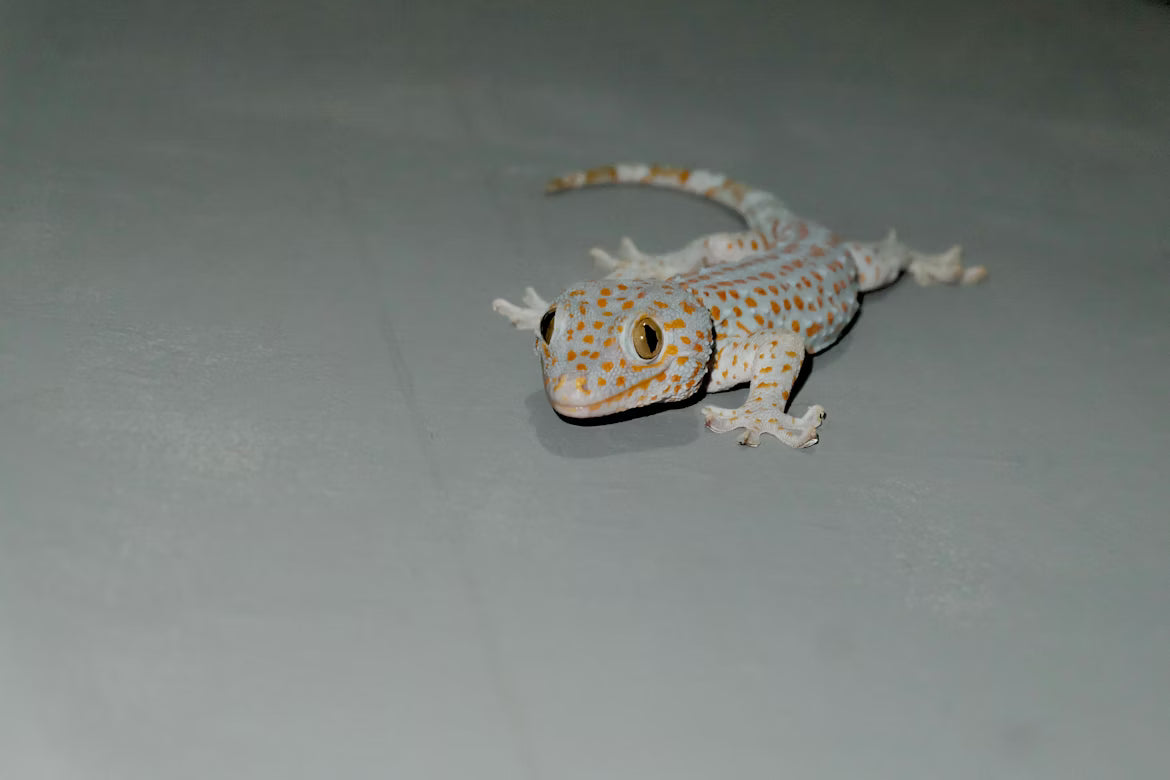 Essential Reptile Housing for Beginners