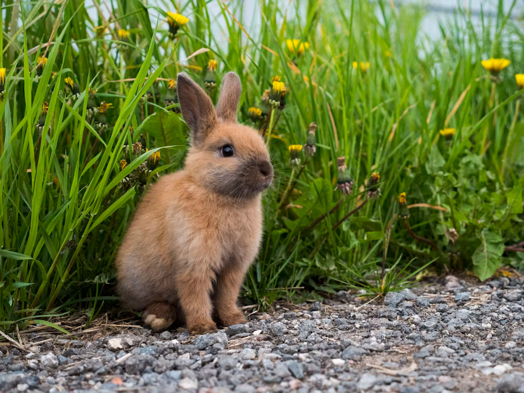 Nutrition for Rabbits, Rodents & Small Pets