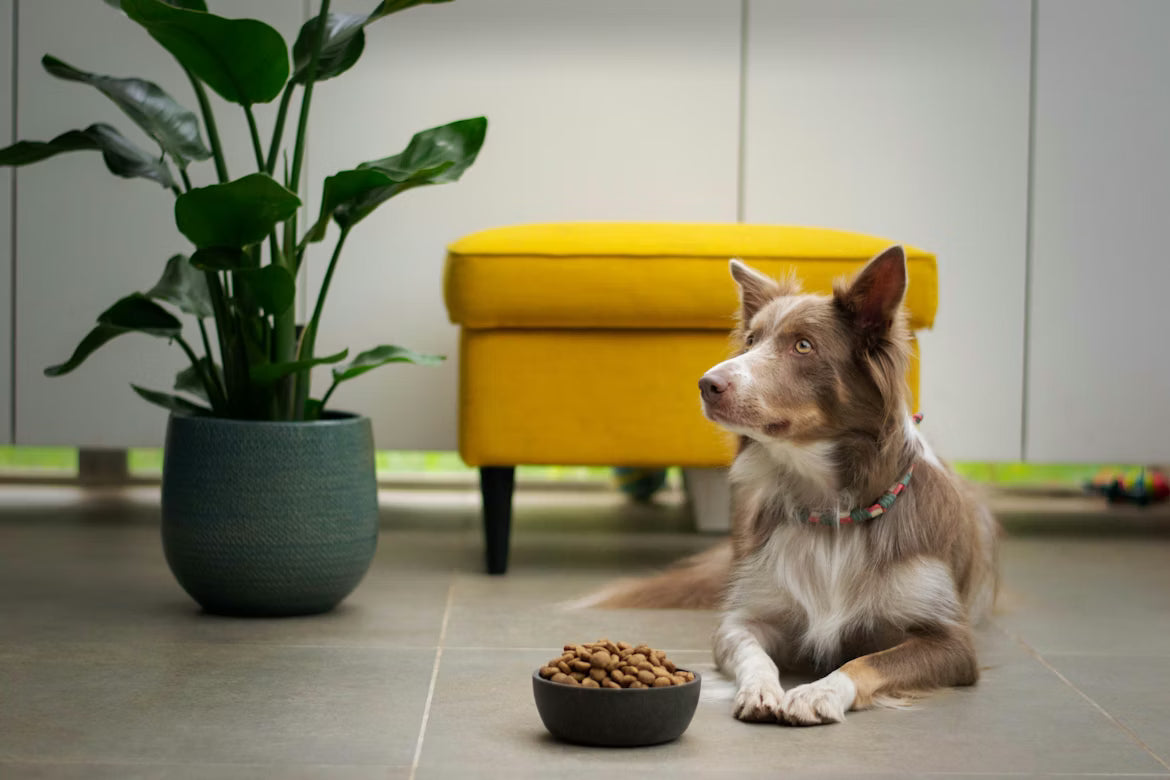 Grain-Free vs. Ancient Grains: What Pet Parents Need to Know