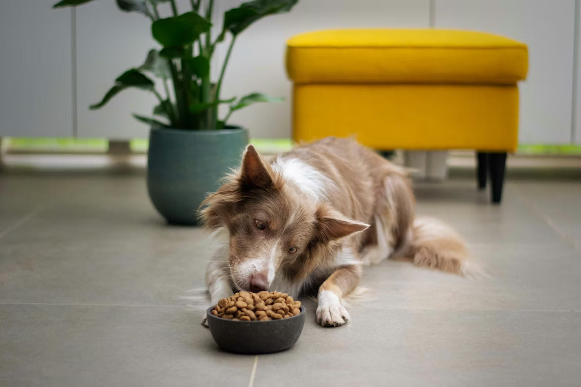 Understanding Grain-Free Dog Food