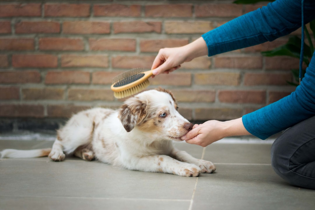 Dog Brushes & Combs: Essential Grooming Tools for Healthy Coats
