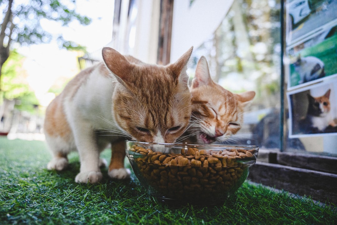 Comprehensive Canidae Cat Food Review: Is It Worth It?
