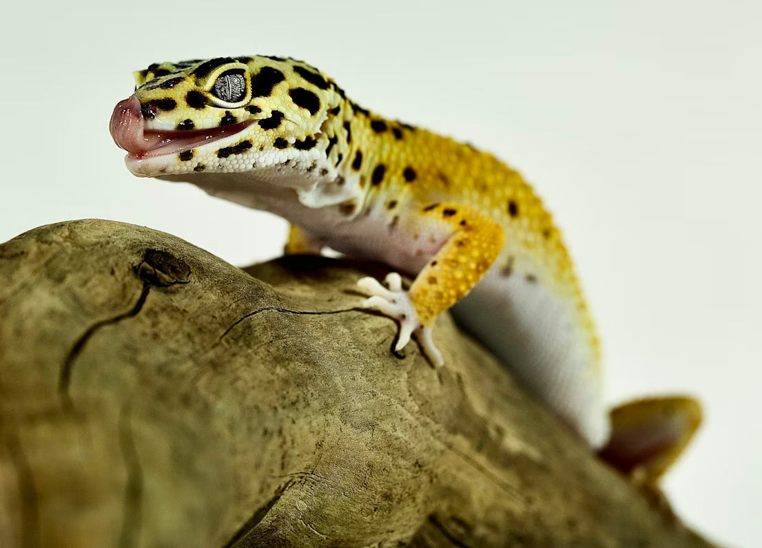 Leopard Gecko Care: The Complete Guide for New and Experienced Owners