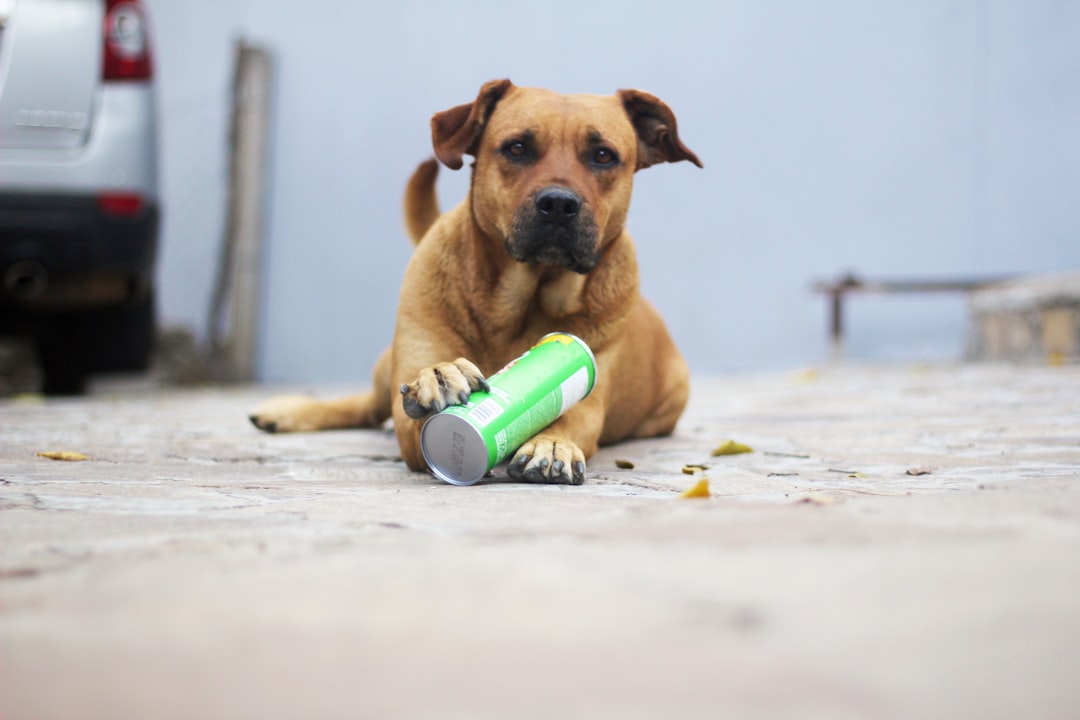 Sustainable Dog Food: Green Bag Options & Buying Guide
