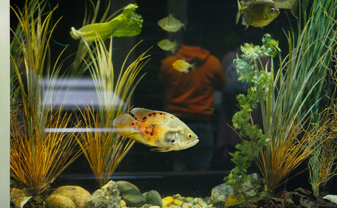 How to control algae in a fish tank