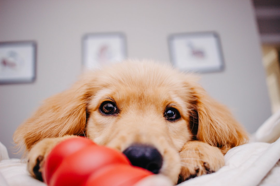 Premium dog toys that won t break easily