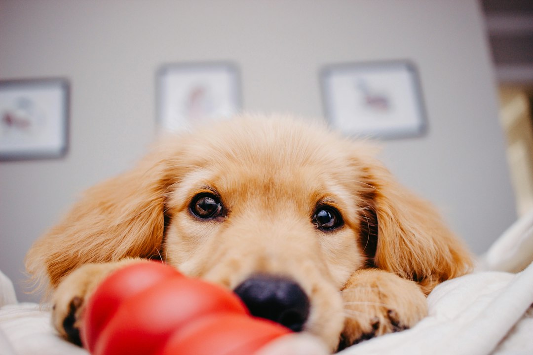 My puppy keeps chewing everything - what are the best teething toys for a 4 month old golden retriever?