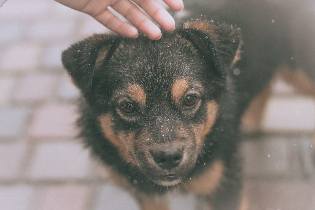 Flea and Tick Shampoo for Dogs: Effective Solutions