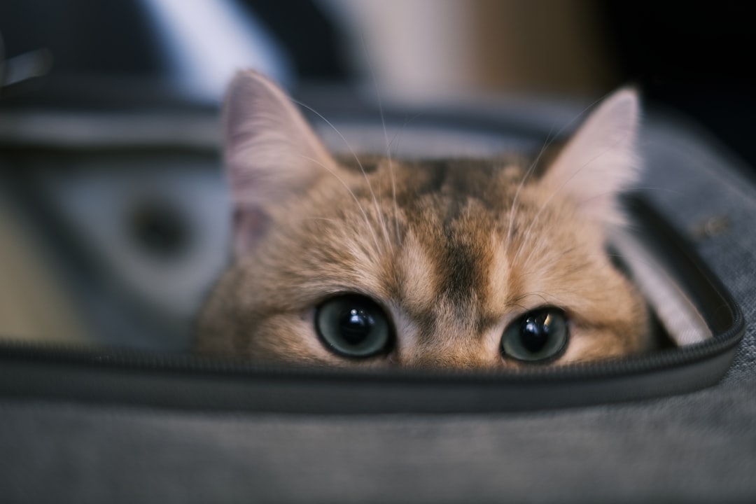 Top Cat Food Brands of 2026: A Vet-Reviewed Comparison Guide