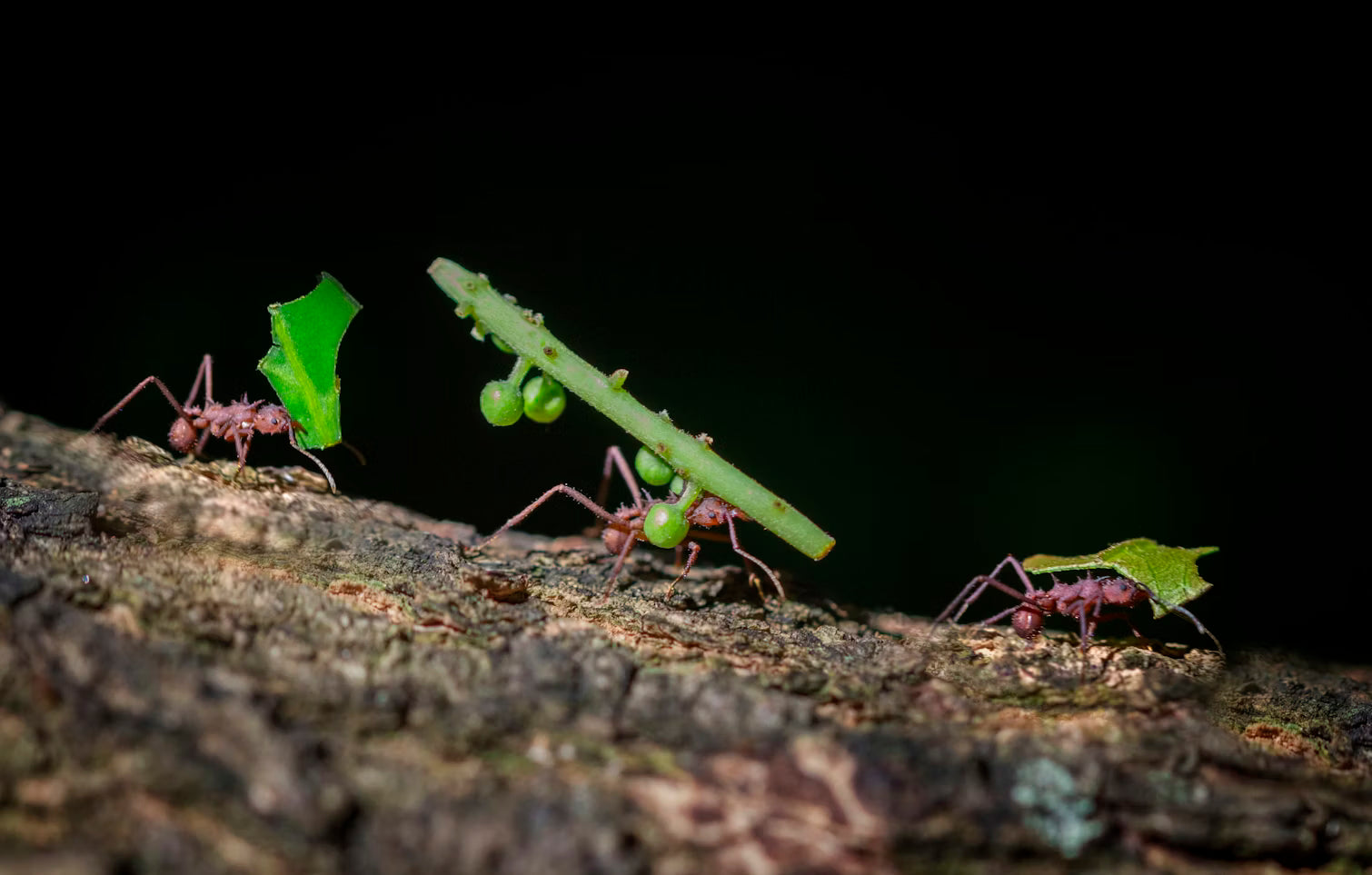 Natural Soil Ant Formicariums