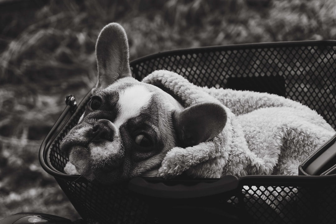 Best Chews for Puppies Under 6 Months: A Vet-Reviewed Guide (2026)