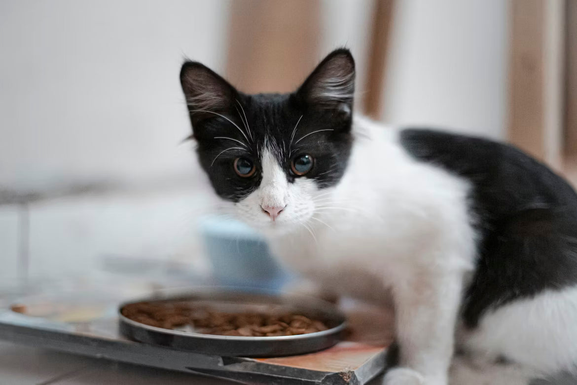How to Buy Premium Cat Food Online — What to Look For