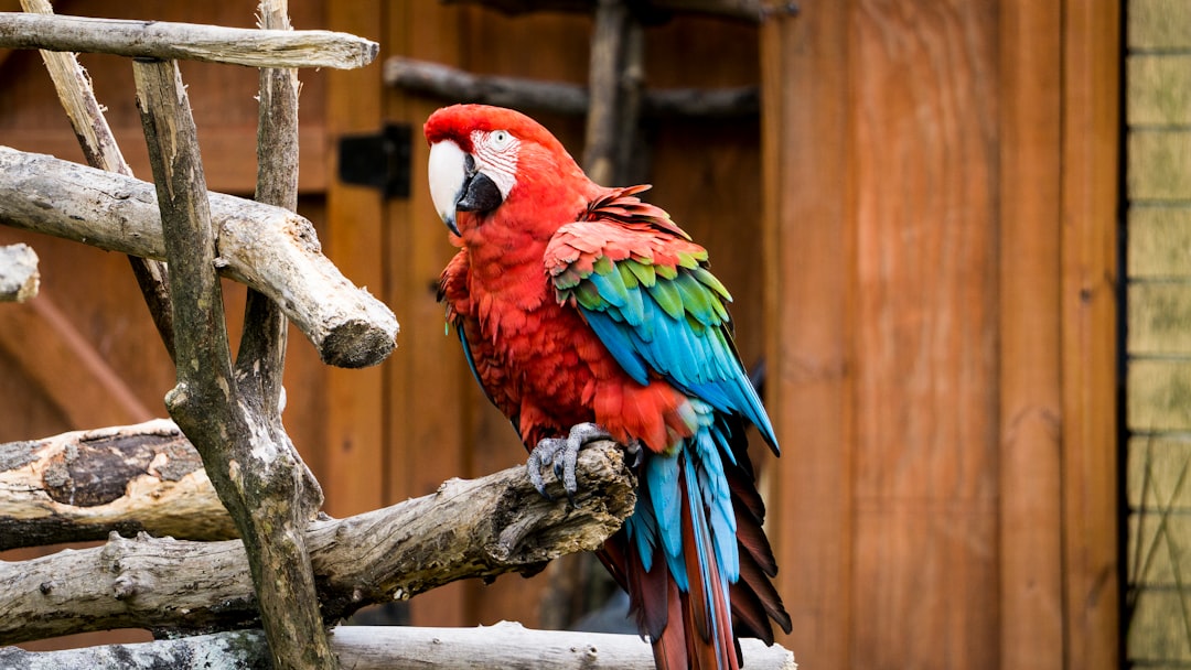 Best Bird Cages: Top Picks for Parrots & Budgies