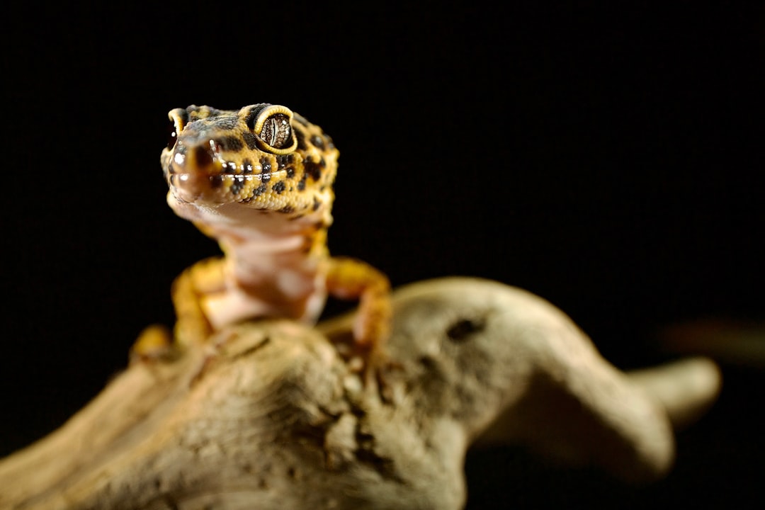 Arcadia Heat Lamp Safety: Essential Tips for Reptile Enclosures