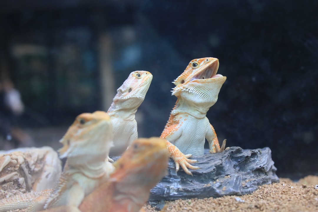 Optimal Bearded Dragon Enclosure Size: Essential Guide