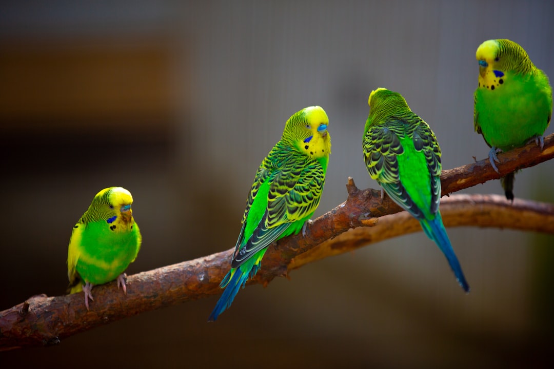 What are the best seed mixes for parakeets?