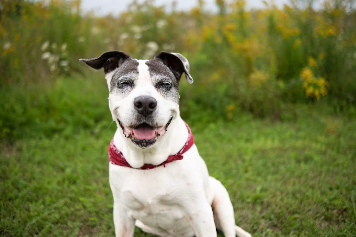 Feeding by Life Stage: Puppy to Senior