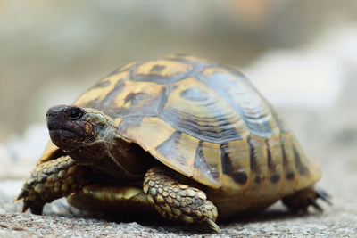 Why do turtles live so long